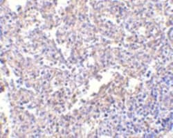 MD-2 Antibody (1A2E3) - BSA Free, Novus Biologicals 0.1mg; Unlabeled:Antibodies,