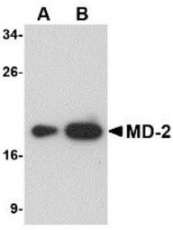 MD-2 Antibody (1A2E3) - BSA Free, Novus Biologicals 0.1mg; Unlabeled:Antibodies,