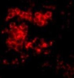 MD-2 Antibody - BSA Free, Novus Biologicals 0.1mg; Unlabeled:Antibodies,