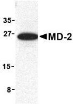 MD-2 Antibody - BSA Free, Novus Biologicals 0.1mg; Unlabeled:Antibodies,