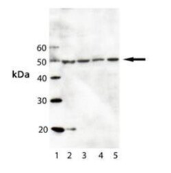 MDA5 Antibody (1B6), Novus Biologicals:Antibodies:Primary Antibodies
