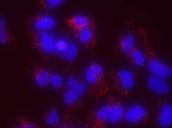 MDC1 Antibody, Novus Biologicals 0.1mL; Unlabeled:Antibodies, Polyclonal