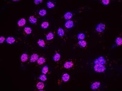 MDC1 Antibody, Novus Biologicals 0.1mL; Unlabeled:Antibodies, Polyclonal