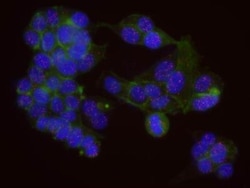 MDC1 Antibody, Novus Biologicals 0.1mL; Unlabeled:Antibodies, Polyclonal