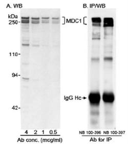 MDC1 Antibody, Novus Biologicals 0.1mL; Unlabeled:Antibodies, Polyclonal