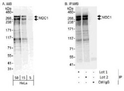 MDC1 Antibody, Novus Biologicals 0.1mL; Unlabeled:Antibodies, Polyclonal