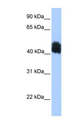 MDFIC Antibody, Novus Biologicals:Antibodies:Primary Antibodies