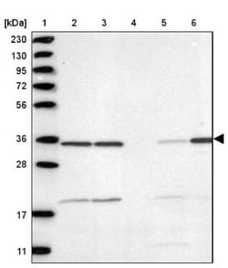 MDH1 Antibody, Novus Biologicals:Antibodies:Primary Antibodies