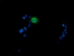 MDMX Antibody (OTI4G5), Novus Biologicals 0.1mL; Unlabeled:Antibodies,