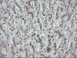 MDMX Antibody (OTI4G5), Novus Biologicals 0.1mL; Unlabeled:Antibodies,