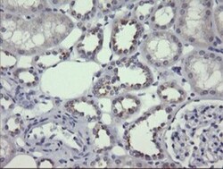 MDMX Antibody (OTI4G5), Novus Biologicals 0.1mL; Unlabeled:Antibodies,
