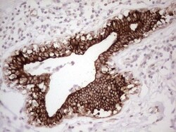 MDR1/ABCB1 Antibody (OTI1A7), Novus Biologicals 0.1mL; Unlabeled:Antibodies,