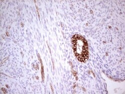 MDR1/ABCB1 Antibody (OTI1A7), Novus Biologicals 0.1mL; Unlabeled:Antibodies,