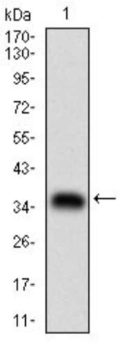MDR1/ABCB1 Antibody (6G11F8) - BSA Free, Novus Biologicals 0.025 mL, Unlabeled:Antibodies,