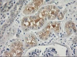 MDS028 Antibody (OTI3C4), Novus Biologicals 0.1mL; Unlabeled:Antibodies,