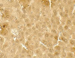 ME1 Antibody - BSA Free, Novus Biologicals 0.025 mg, Unlabeled:Antibodies,