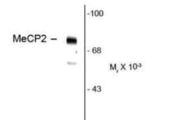 MeCP2, p Ser80 Antibody, Novus Biologicals 0.1mL; Unlabeled:Antibodies,