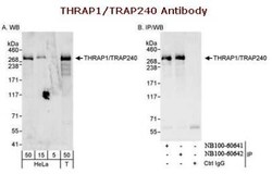 MED13 Antibody, Novus Biologicals 0.1mL; Unlabeled:Antibodies, Polyclonal