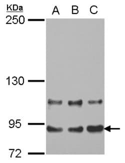 MED16 Antibody, Novus Biologicals 0.1mL; Unlabeled:Antibodies, Polyclonal
