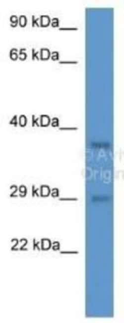MED19 Antibody, Novus Biologicals:Antibodies:Primary Antibodies