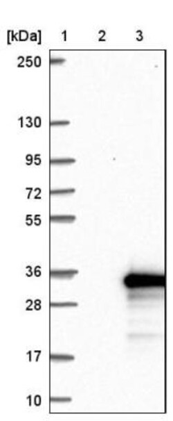 MED19 Antibody, Novus Biologicals:Antibodies:Primary Antibodies