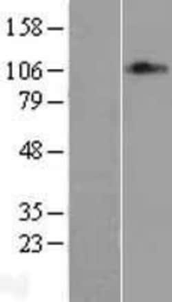Novus Biologicals&trade;&nbsp;MED24 Overexpression Lysate