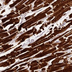 MED28 Antibody, Novus Biologicals 0.1mL; Unlabeled:Antibodies, Polyclonal