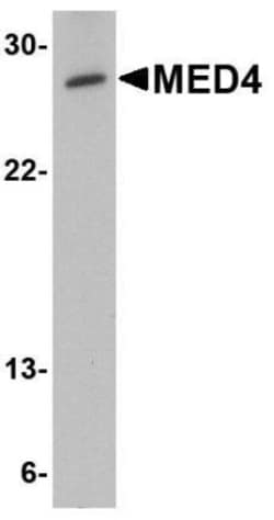 MED4 Antibody - BSA Free, Novus Biologicals 0.1mg; Unlabeled:Antibodies,