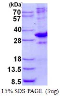 Novus Biologicals&trade;&nbsp;Recombinant Human MED7 His Protein