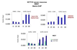 MED7 Antibody, Novus Biologicals:Antibodies:Primary Antibodies