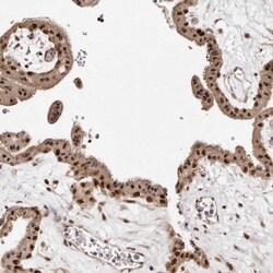 MED8 Antibody, Novus Biologicals:Antibodies:Primary Antibodies