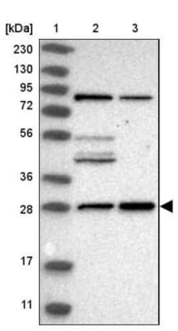 MED8 Antibody, Novus Biologicals 25 &mu;L; Unlabeled:Antibodies, Polyclonal