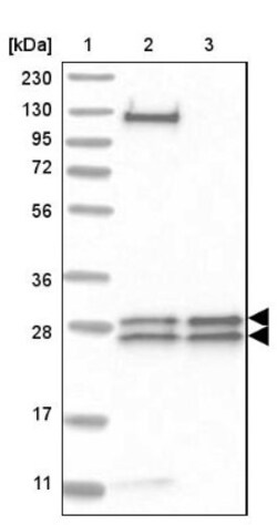 MED8 Antibody, Novus Biologicals:Antibodies:Primary Antibodies