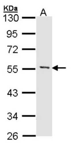 MEF2A Antibody, Novus Biologicals 0.1mL; Unlabeled:Antibodies, Polyclonal