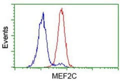 MEF2C Antibody (OTI1H5), Novus Biologicals 0.1mL; Unlabeled:Antibodies,