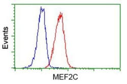 MEF2C Antibody (OTI1H5), Novus Biologicals 0.1mL; Unlabeled:Antibodies,