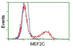 MEF2C Antibody (OTI1H5), Novus Biologicals 0.1mL; Unlabeled:Antibodies,