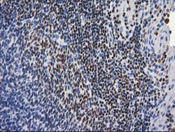 MEF2C Antibody (OTI1H5), Novus Biologicals 0.1mL; Unlabeled:Antibodies,