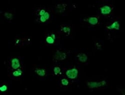 MEF2C Antibody (OTI1H5), Novus Biologicals 0.1mL; Unlabeled:Antibodies,