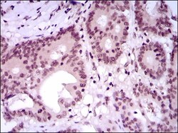 MEF2C Antibody (6H2G2) - BSA Free, Novus Biologicals:Antibodies:Primary