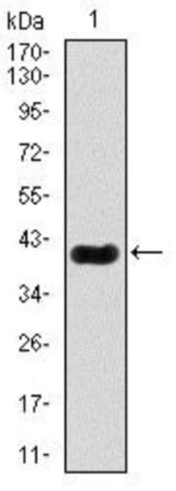 MEF2C Antibody (6H2G2) - BSA Free, Novus Biologicals:Antibodies:Primary