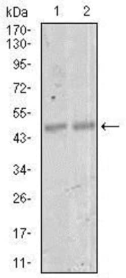 MEF2C Antibody (6H2G2) - BSA Free, Novus Biologicals:Antibodies:Primary
