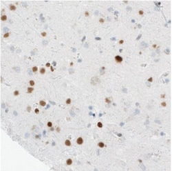 MEF2C Antibody (CL0369), Novus Biologicals 0.1mL; Unlabeled:Antibodies,