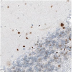 MEF2C Antibody (CL0369), Novus Biologicals 0.1mL; Unlabeled:Antibodies,