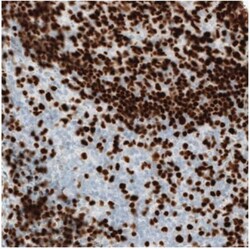 MEF2C Antibody (CL0369), Novus Biologicals 0.1mL; Unlabeled:Antibodies,
