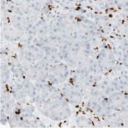 MEF2C Antibody (CL0369), Novus Biologicals 0.1mL; Unlabeled:Antibodies,