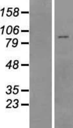 Novus Biologicals&trade;&nbsp;MEFV Overexpression Lysate