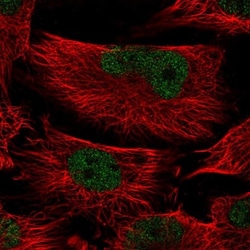 MEIG1 Antibody, Novus Biologicals:Antibodies:Primary Antibodies
