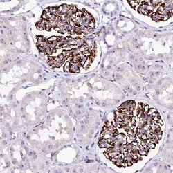 MEIR5 Antibody, Novus Biologicals:Antibodies:Primary Antibodies