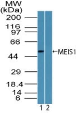 MEIS1 Antibody, Novus Biologicals:Antibodies:Primary Antibodies